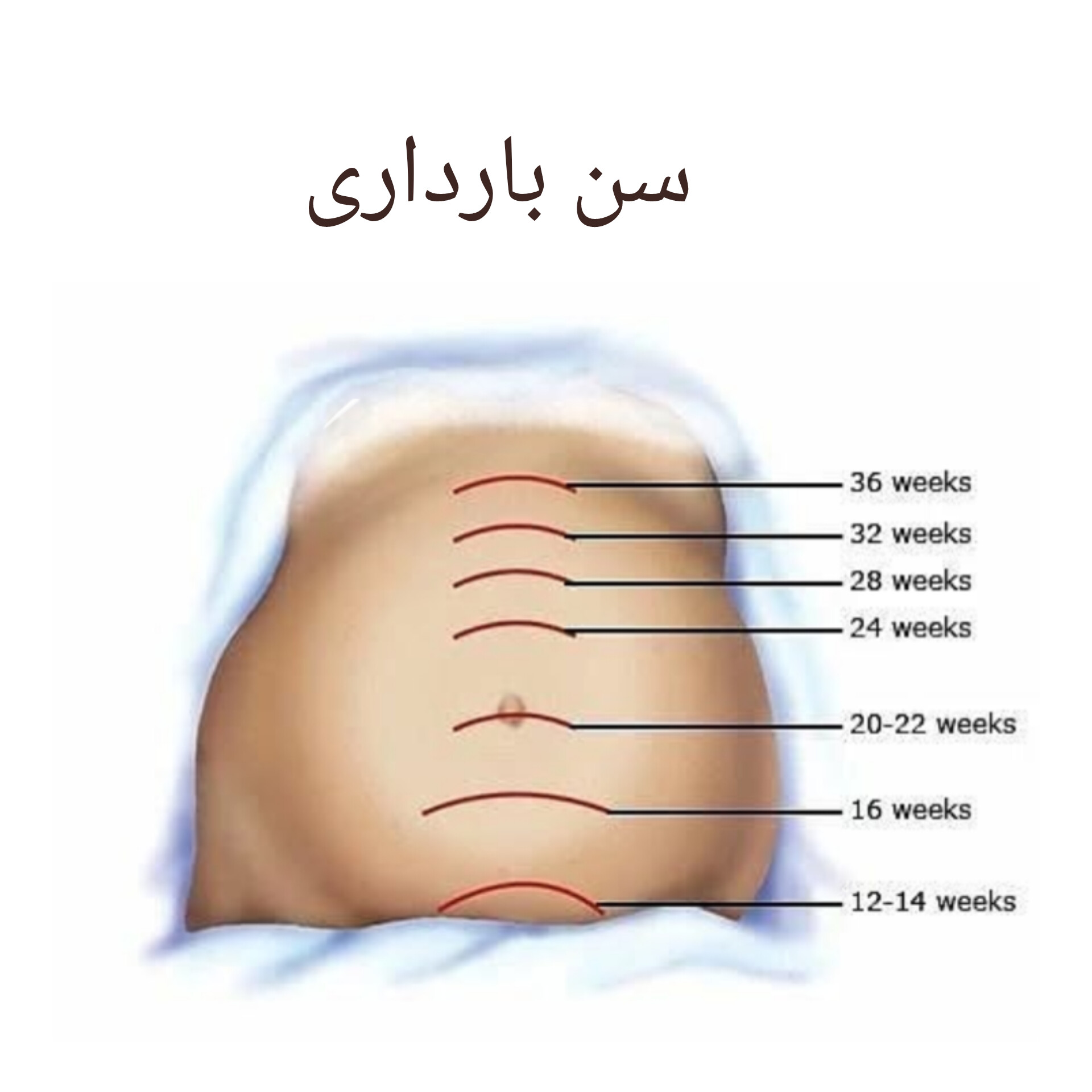 سن بارداری